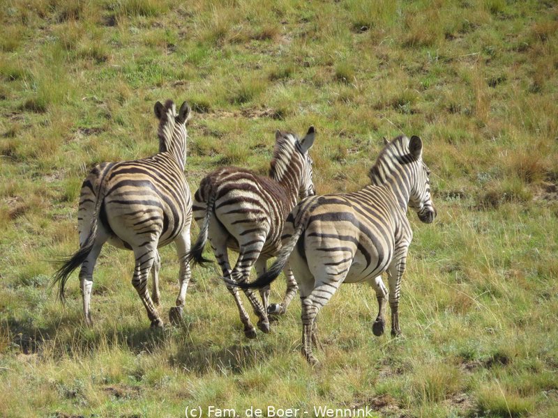191116_145540-17 Zebra's in 'onze' tuin..JPG